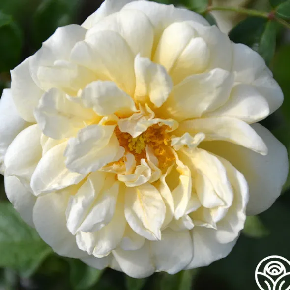 Heirloom Roses Gardenia Best
