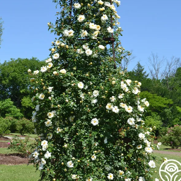 Heirloom Roses Gardenia Best