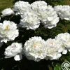 Heirloom Roses Gardenia Outlet