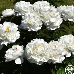 Heirloom Roses Gardenia Outlet