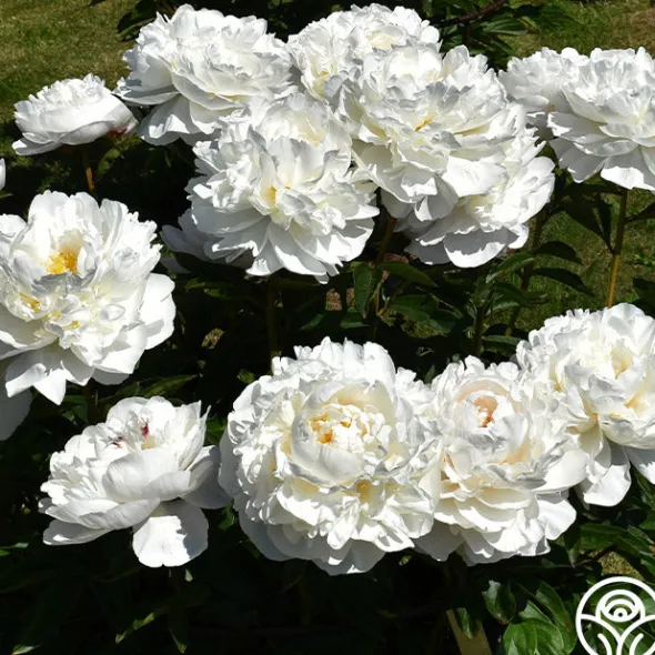 Heirloom Roses Gardenia Outlet