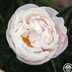 Heirloom Roses Gardenia Outlet