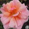 Heirloom Roses Gee Whiz Best