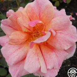 Heirloom Roses Gee Whiz Best