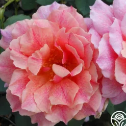 Heirloom Roses Gee Whiz Best