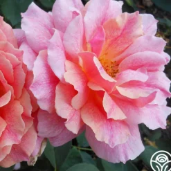 Heirloom Roses Gee Whiz Best