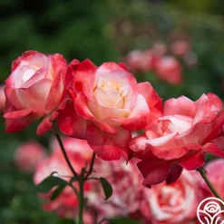Heirloom Roses Gemini® Best