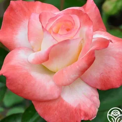 Heirloom Roses Gemini® Best