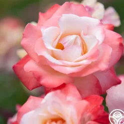 Heirloom Roses Gemini® Best