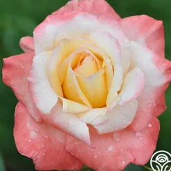 Heirloom Roses Gemini® Best