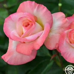 Heirloom Roses Gemini® Best