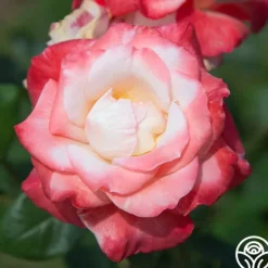 Heirloom Roses Gemini® Best