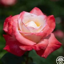 Heirloom Roses Gemini® Best