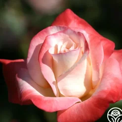 Heirloom Roses Gemini® Best