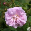 Heirloom Roses General Kleber