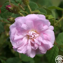 Heirloom Roses General Kleber
