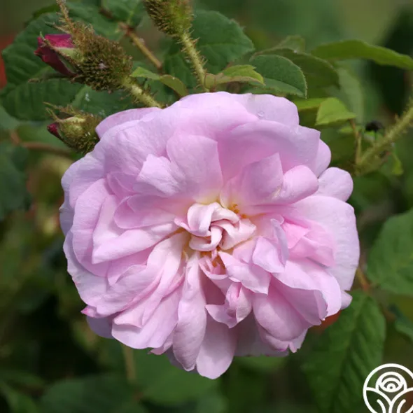 Heirloom Roses General Kleber