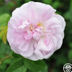Heirloom Roses General Kleber