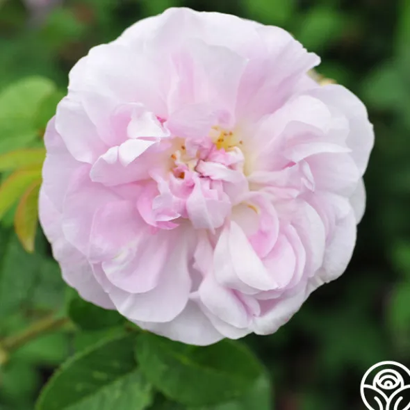 Heirloom Roses General Kleber