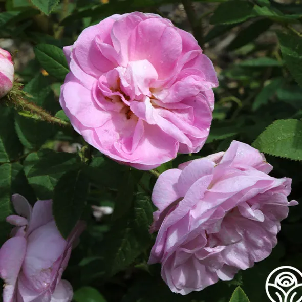 Heirloom Roses General Kleber
