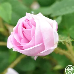 Heirloom Roses General Kleber