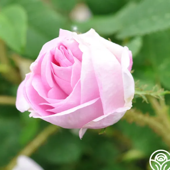 Heirloom Roses General Kleber