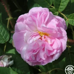 Heirloom Roses General Kleber