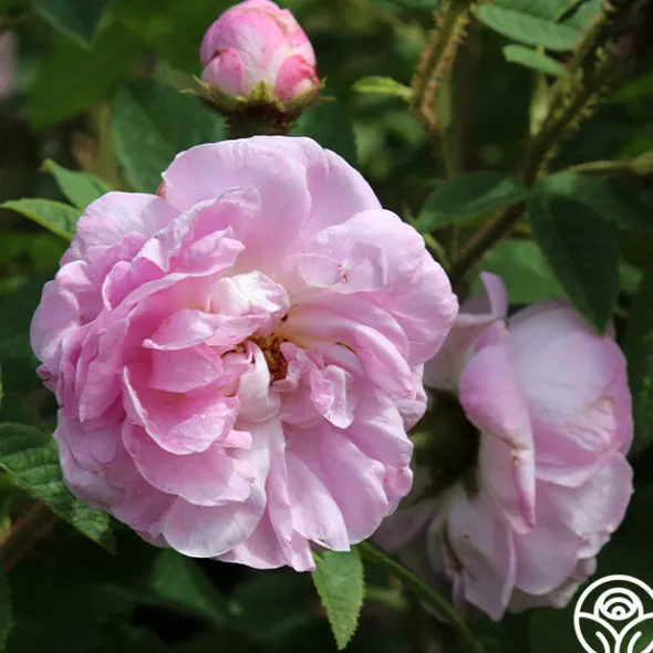 Heirloom Roses General Kleber
