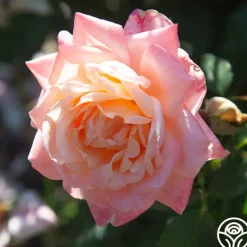 Heirloom Roses Generosity™ Outlet