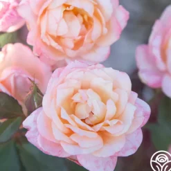 Heirloom Roses Generosity™ Outlet