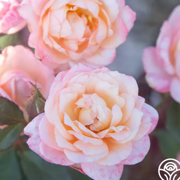 Heirloom Roses Generosity™ Outlet
