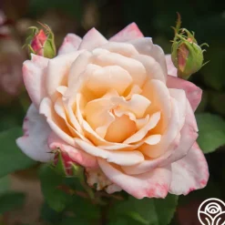Heirloom Roses Generosity™ Outlet