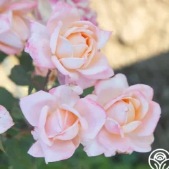 Heirloom Roses Generosity™ Outlet