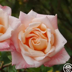 Heirloom Roses Generosity™ Outlet
