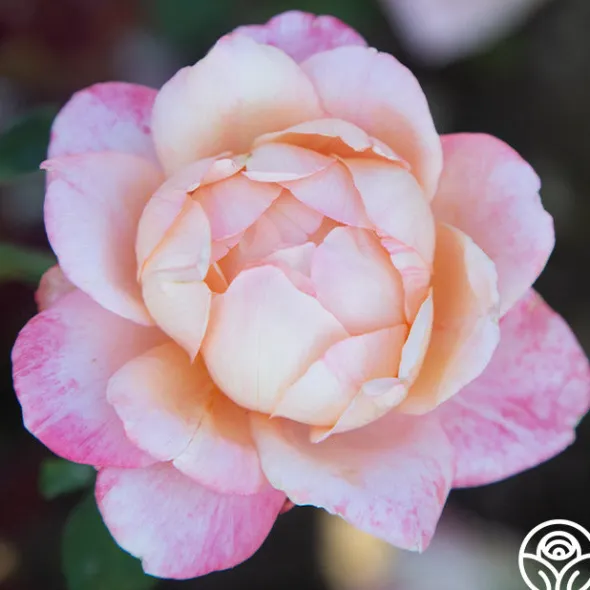 Heirloom Roses Generosity™ Outlet
