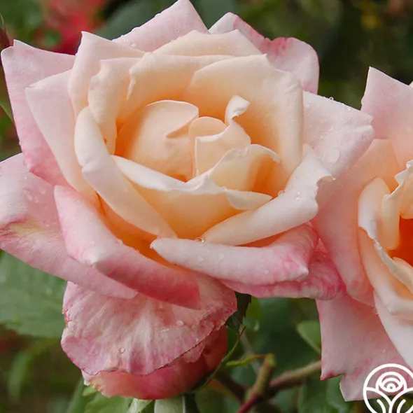 Heirloom Roses Generosity™ Outlet