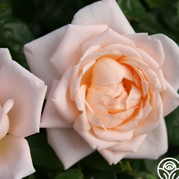 Heirloom Roses Generosity™ Outlet