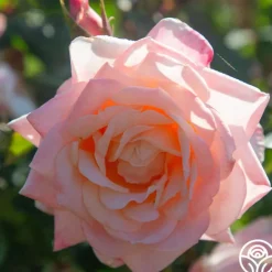 Heirloom Roses Generosity™ Outlet