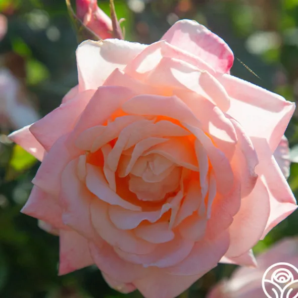 Heirloom Roses Generosity™ Outlet