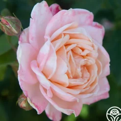 Heirloom Roses Generosity™ Outlet