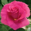 Heirloom Roses Gentle Giant™ Discount