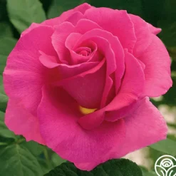 Heirloom Roses Gentle Giant™ Discount