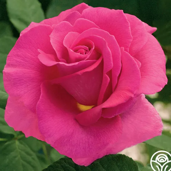 Heirloom Roses Gentle Giant™ Discount