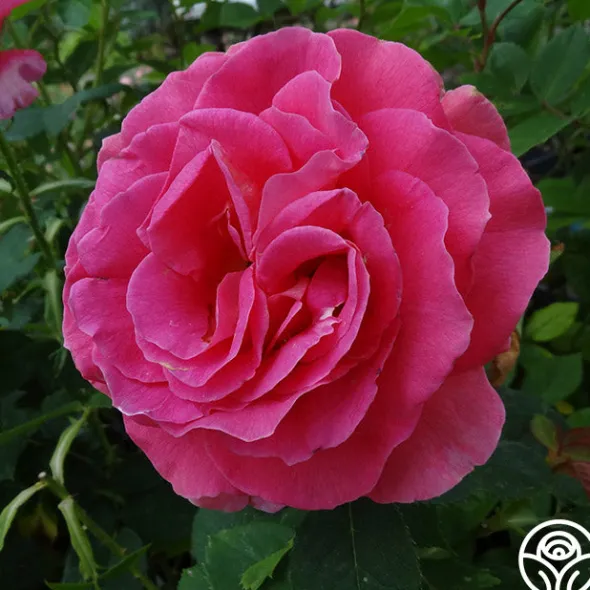 Heirloom Roses Gentle Giant™ Discount