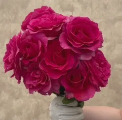 Heirloom Roses Gentle Giant™ Discount