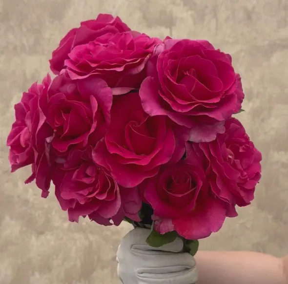 Heirloom Roses Gentle Giant™ Discount