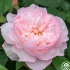 Heirloom Roses Gentle Hermione® Best