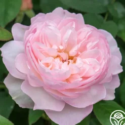 Heirloom Roses Gentle Hermione® Best