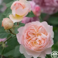 Heirloom Roses Gentle Hermione® Best