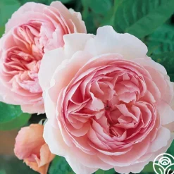 Heirloom Roses Gentle Hermione® Best